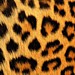 Click for Leopard Print Stiletto Wraps